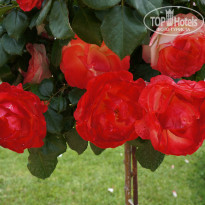 фото из отзыва ID 1368212