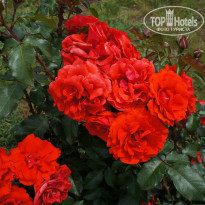 фото из отзыва ID 1368212