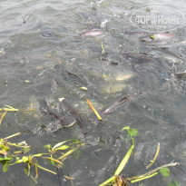 фото из отзыва ID 1367783