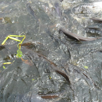 фото из отзыва ID 1367783