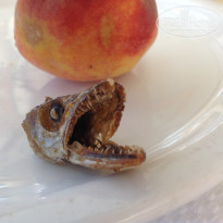 фото из отзыва ID 1365763