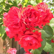 фото из отзыва ID 1370059