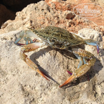 фото из отзыва ID 1370514