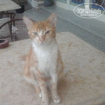 фото из отзыва ID 1371810