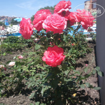 фото из отзыва ID 1371894