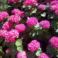 фото из отзыва ID 1372779