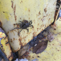 фото из отзыва ID 1373419