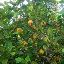 фото из отзыва ID 1374162