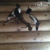 фото из отзыва ID 1374787