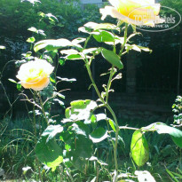 фото из отзыва ID 1375027