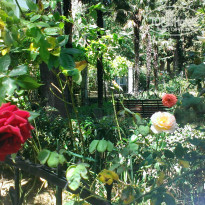 фото из отзыва ID 1375027