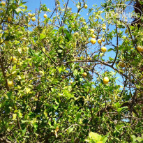 фото из отзыва ID 1371789