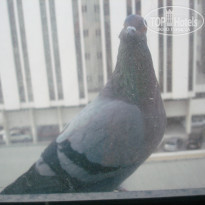 фото из отзыва ID 1375505