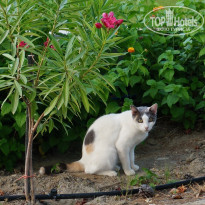 фото из отзыва ID 1376391