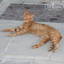 фото из отзыва ID 1376609