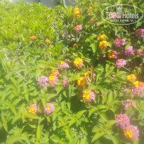 фото из отзыва ID 1377509