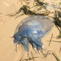 фото из отзыва ID 1377820