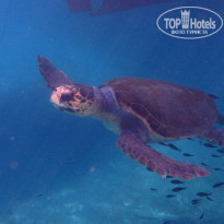 фото из отзыва ID 1378135