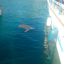 фото из отзыва ID 1378158