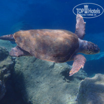 фото из отзыва ID 1378052