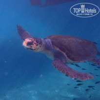 фото из отзыва ID 1378052