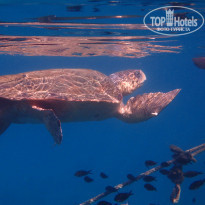 фото из отзыва ID 1378052