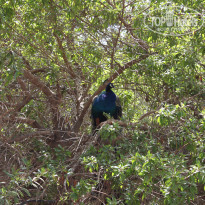 фото из отзыва ID 1378171