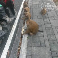 фото из отзыва ID 1379517