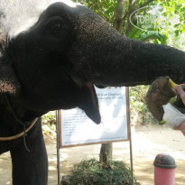 фото из отзыва ID 1379517