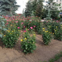 фото из отзыва ID 1379838