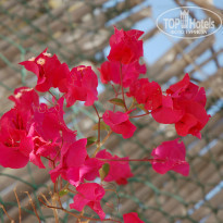 фото из отзыва ID 1375506