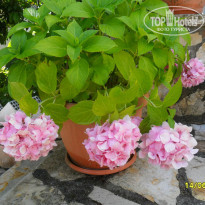 фото из отзыва ID 1374719