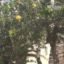 фото из отзыва ID 1381102