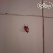 фото из отзыва ID 1381209