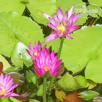 фото из отзыва ID 1381816