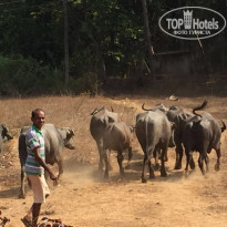 фото из отзыва ID 1382746