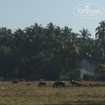 фото из отзыва ID 1382746