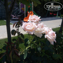 фото из отзыва ID 1382935