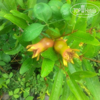 фото из отзыва ID 1383134