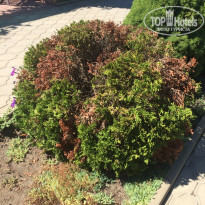 фото из отзыва ID 1383197