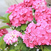 фото из отзыва ID 1383487