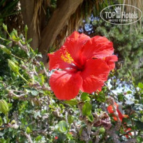 фото из отзыва ID 1384287