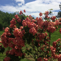 фото из отзыва ID 1384835