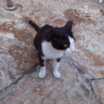 фото из отзыва ID 1384841