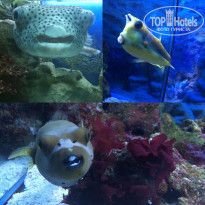 фото из отзыва ID 1385338