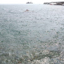 фото из отзыва ID 1385327