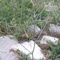 фото из отзыва ID 1385520