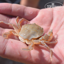 фото из отзыва ID 1386110