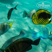 фото из отзыва ID 1387075