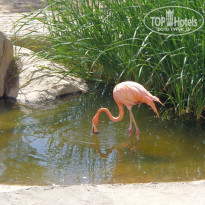 фото из отзыва ID 1383742